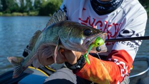 Виброхвосты LJ 3D Series Zander Paddle Tail 4.8in (12.00)/Z06 4шт., фото 7