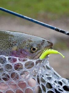 Слаги съедобные искусственные LJ Pro Series TRICK WORM 2,0in (05.00)/S88 10шт., фото 3