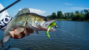 Виброхвосты LJ 3D Series Zander Paddle Tail 4.8in (12.00)/Z06 4шт., фото 6