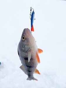 Балансир Lucky John NORDIC 5 50мм/15HRT, фото 6