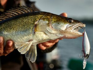 Воблер плавающий LJ ORIGINAL SHAD-X F 08.00/003, фото 5